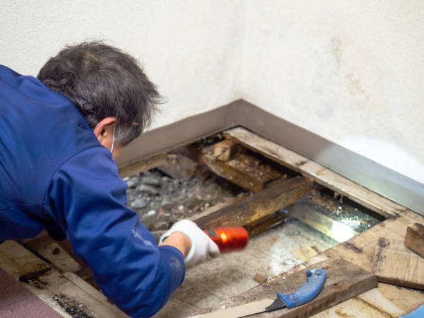 Best Crawl Space Mold Remediation in Edgewood, WA