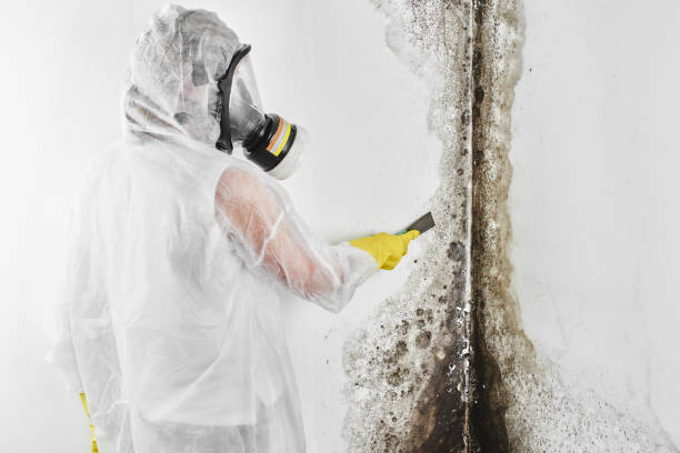 Best Attic Mold Remediation in Edgewood, WA